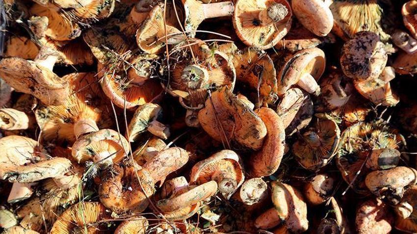 Denizli'de ormana giden eli boş dönmüyor! 2 saatte kamyonet dolusu ürün çıkardılar: Toplananlar bedava dağıtıldı
