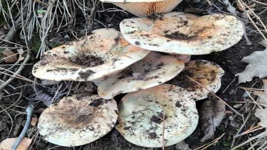 Denizli'de ormana giden eli boş dönmüyor! 2 saatte kamyonet dolusu ürün çıkardılar: Toplananlar bedava dağıtıldı