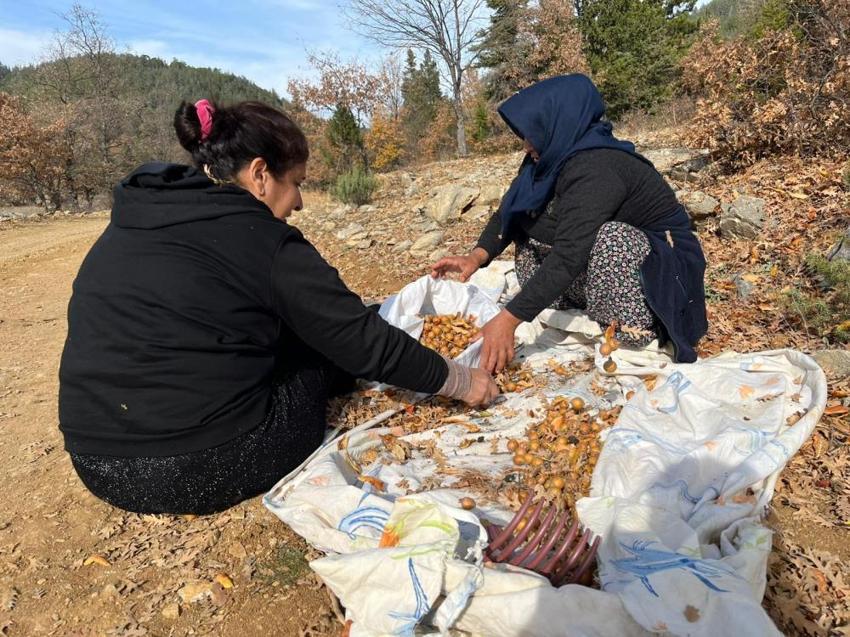 Toros Dağları'na mantar toplamaya gidince keşfettiler! Gizemli hayırsever 30 yıl önce aşılamış