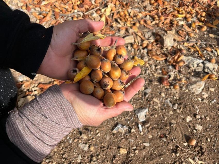 Toros Dağları'na mantar toplamaya gidince keşfettiler! Gizemli hayırsever 30 yıl önce aşılamış