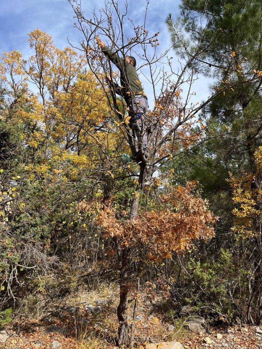 Toros Dağları'na mantar toplamaya gidince keşfettiler! Gizemli hayırsever 30 yıl önce aşılamış