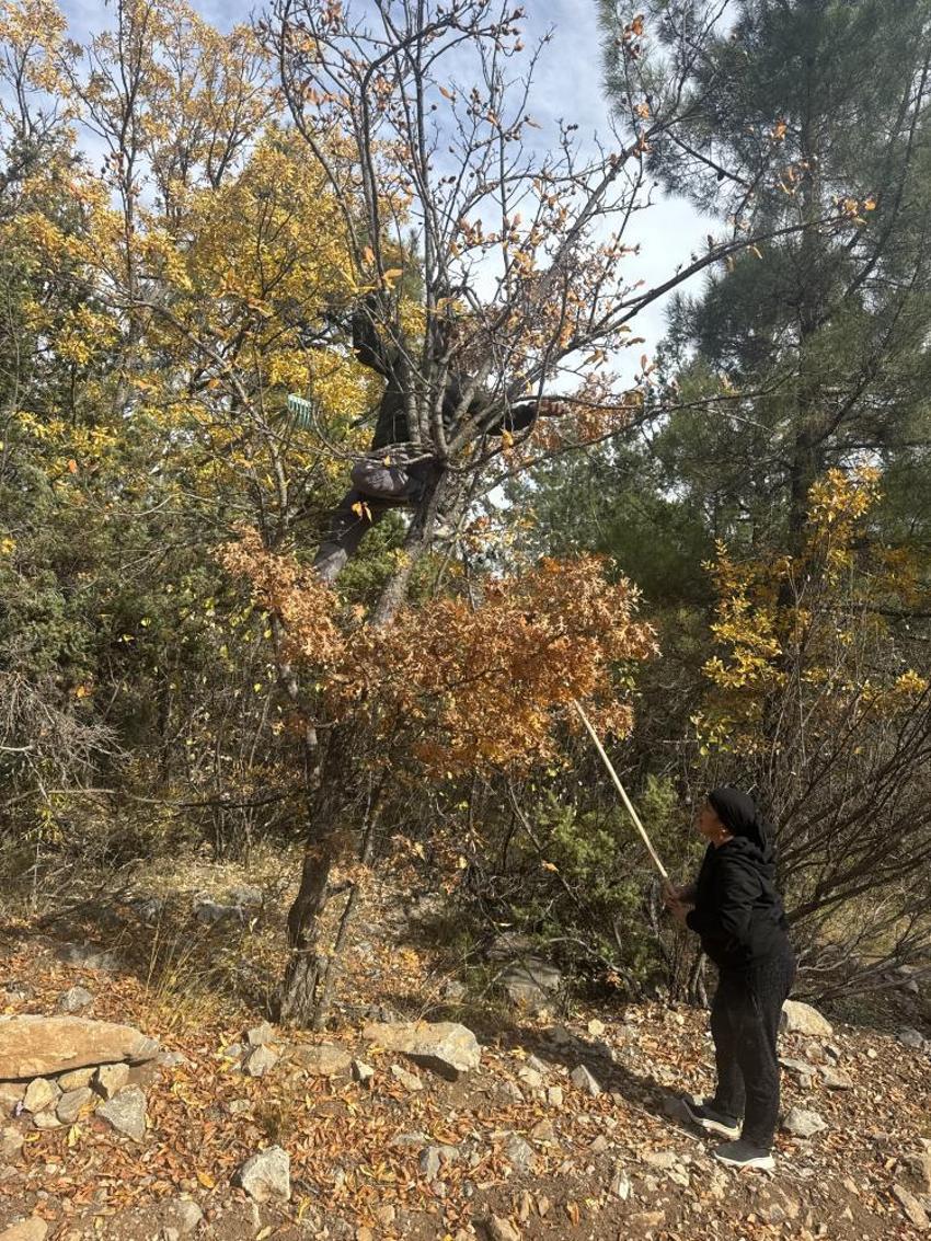Toros Dağları'na mantar toplamaya gidince keşfettiler! Gizemli hayırsever 30 yıl önce aşılamış
