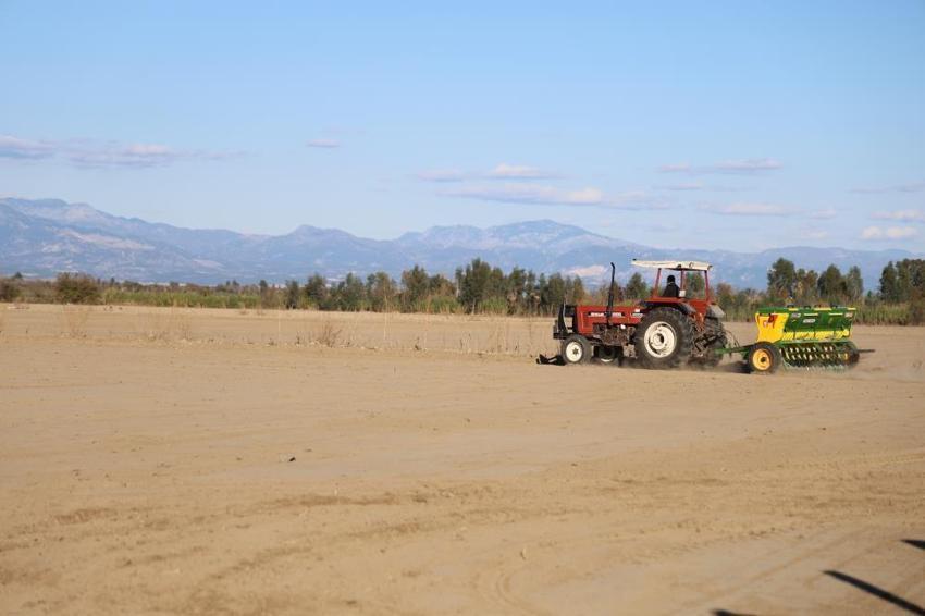 Adana'da zamanı geldi: Çukurova'nın sarı altını için harekete geçildi