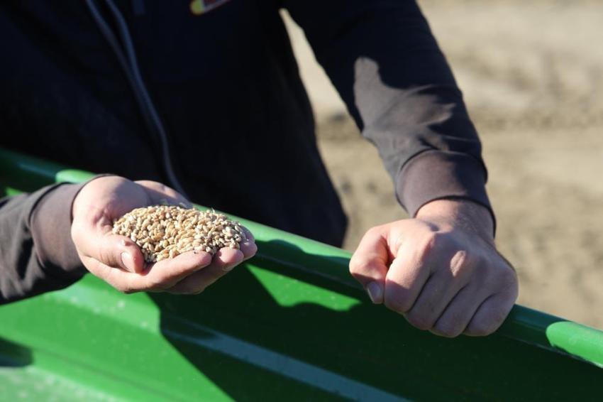 Adana'da zamanı geldi: Çukurova'nın sarı altını için harekete geçildi