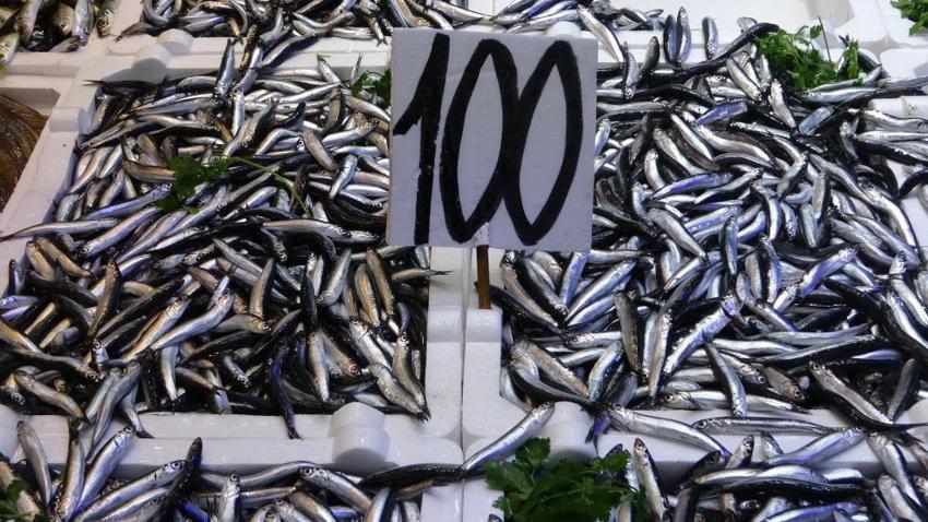 Karadeniz'de hamsi bereketi devam ediyor! Sezonun sonuna gelindi