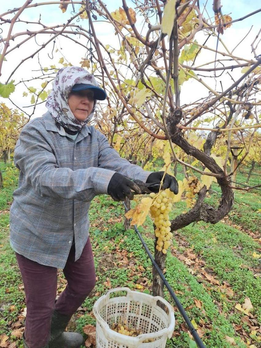 Manisa'da gelir kapısı değişti: Evden başladılar! Üretici ailesi için yöntem geliştirdi