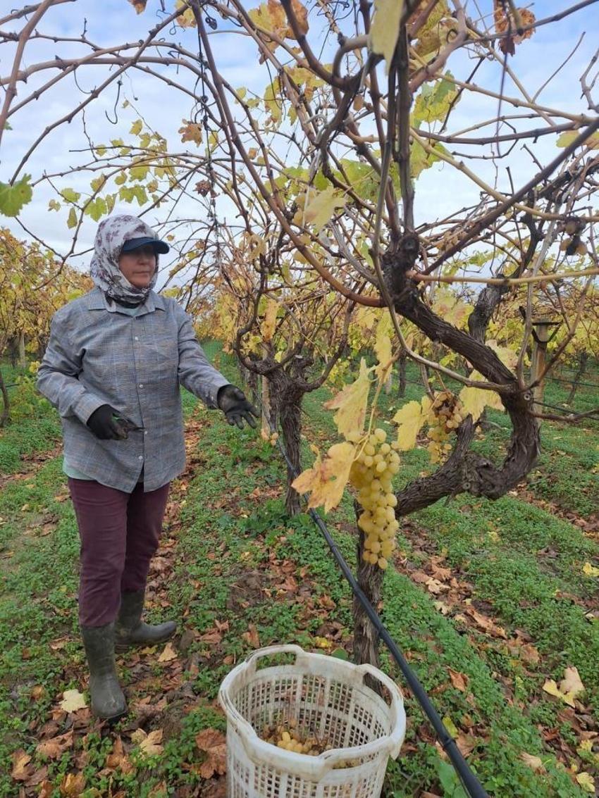 Manisa'da gelir kapısı değişti: Evden başladılar! Üretici ailesi için yöntem geliştirdi