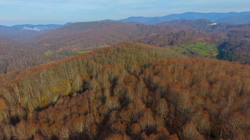 Kocaeli de nasibini aldı: Sanayide bitti, ormanda başladı! Bakan hayran kalıyor