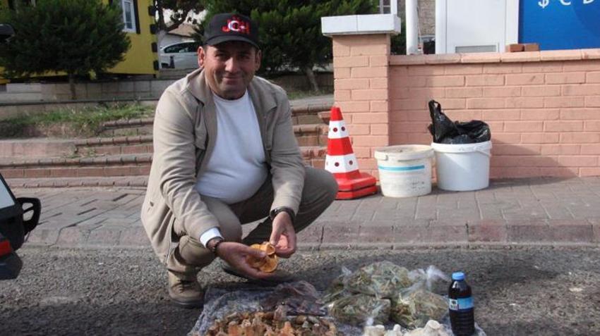 Ormandan toplayıp pazarlarda satıyorlar! Kilosu 300 lira: "70 tür birbirine benziyor, ölüme bile götürüyor"