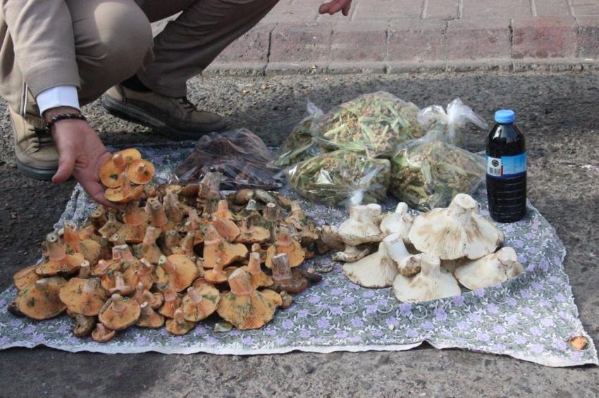 Ormandan toplayıp pazarlarda satıyorlar! Kilosu 300 lira: "70 tür birbirine benziyor, ölüme bile götürüyor"