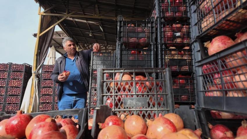 Siirt'te artık o da yok! Yüzlerce yıllık hasat yapılamadı