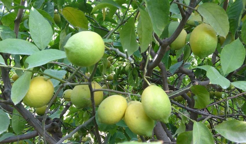 Mersin'de hasat başladı! Binlerce kişi geçimini bu üründen sağlıyor: Yurt içi ve yurt dışına kasa kasa gönderiliyor