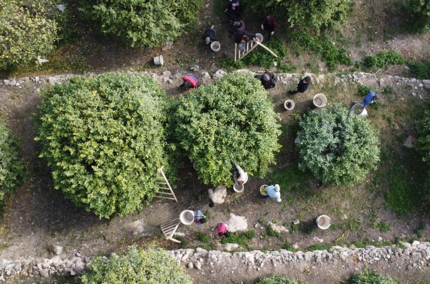 Mersin'de hasat başladı! Binlerce kişi geçimini bu üründen sağlıyor: Yurt içi ve yurt dışına kasa kasa gönderiliyor