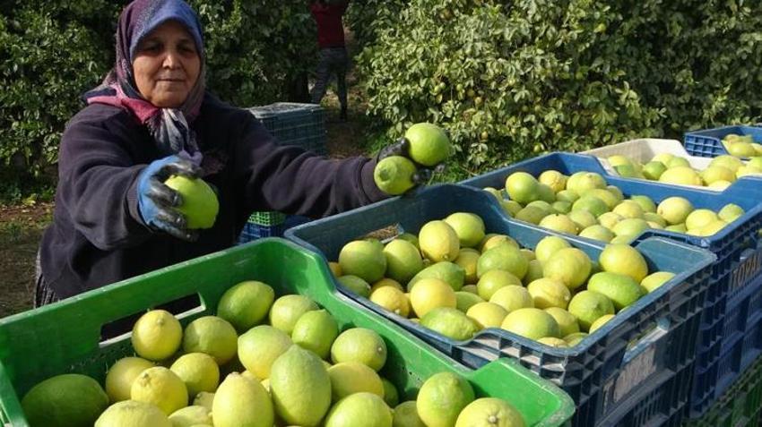 Mersin'de hasat başladı! Binlerce kişi geçimini bu üründen sağlıyor: Yurt içi ve yurt dışına kasa kasa gönderiliyor