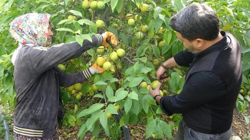 Mersin'de hasat başladı! Binlerce kişi geçimini bu üründen sağlıyor: Yurt içi ve yurt dışına kasa kasa gönderiliyor