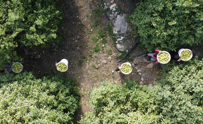Mersin'de hasat başladı! Binlerce kişi geçimini bu üründen sağlıyor: Yurt içi ve yurt dışına kasa kasa gönderiliyor