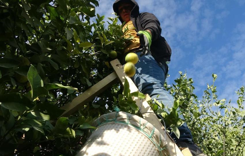 Mersin'de hasat başladı! Binlerce kişi geçimini bu üründen sağlıyor: Yurt içi ve yurt dışına kasa kasa gönderiliyor