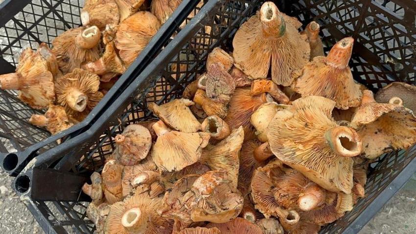 Bursa'nın dağlarında ek gelir patlaması: 4 ilçede ailelerin kazanç kapısı oldu