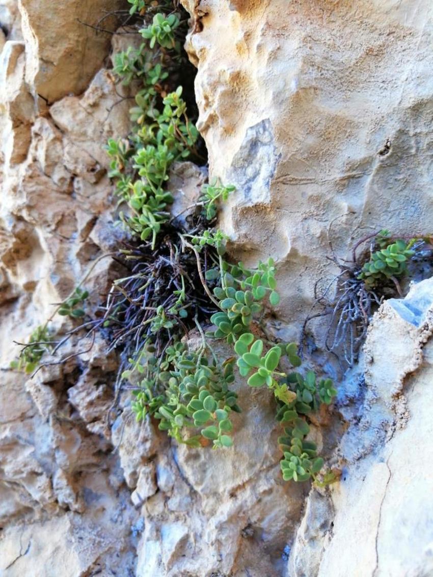 Malatya'da yetişiyor: Bilim insanları ispatladı, kapasitesi yüzde 90'a ulaştı! Ticari potansiyeli çok yüksek
