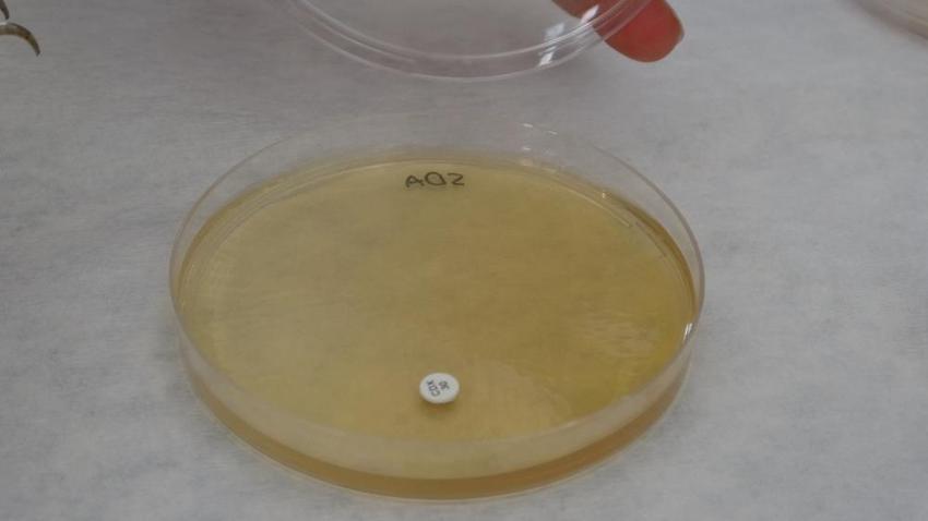 Malatya'da yetişiyor: Bilim insanları ispatladı, kapasitesi yüzde 90'a ulaştı! Ticari potansiyeli çok yüksek