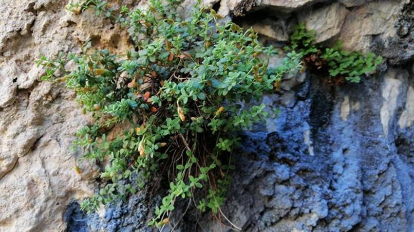 Malatya'da yetişiyor: Bilim insanları ispatladı, kapasitesi yüzde 90'a ulaştı! Ticari potansiyeli çok yüksek
