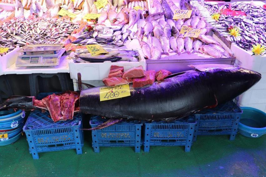 Eskişehir tezgahında 280 kiloluk dev şok! Türkiye'de nadir rastlanan dev orkinos özel izinle satışta: 'Vatandaşlar afallıyor!'