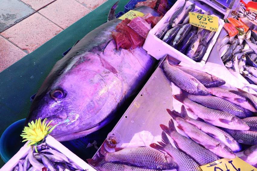 Eskişehir tezgahında 280 kiloluk dev şok! Türkiye'de nadir rastlanan dev orkinos özel izinle satışta: 'Vatandaşlar afallıyor!'