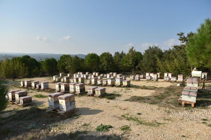 10 ton üretiliyor, 100 ton sahte satılıyor! Coğrafi işaretli Anzer Balı’nı taklit salgını vurdu: Kilosu 20 bin TL'ye çıkıyor
