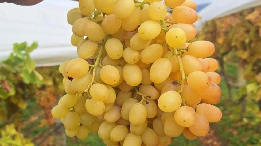 Sarıgöl Ovası'nın sırrı ortaya çıktı: Örtü altı sistemiyle Ocak ayına kadar taze kalıyor