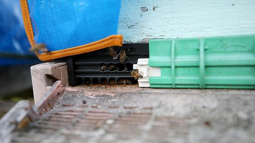 Kilosu 1.200 TL'ye dayandı! Dünyanın en önemli 100 noktasından birinden geliyor! Karabük Yenice Ihlamur Balı'ndan tarihi başarı: Markalaşma hamlesi başladı