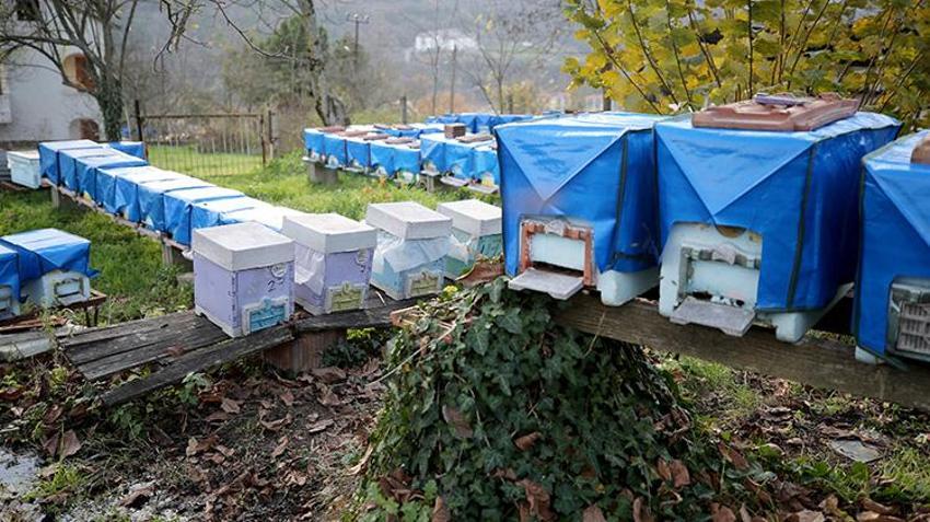 Kilosu 1.200 TL'ye dayandı! Dünyanın en önemli 100 noktasından birinden geliyor! Karabük Yenice Ihlamur Balı'ndan tarihi başarı: Markalaşma hamlesi başladı