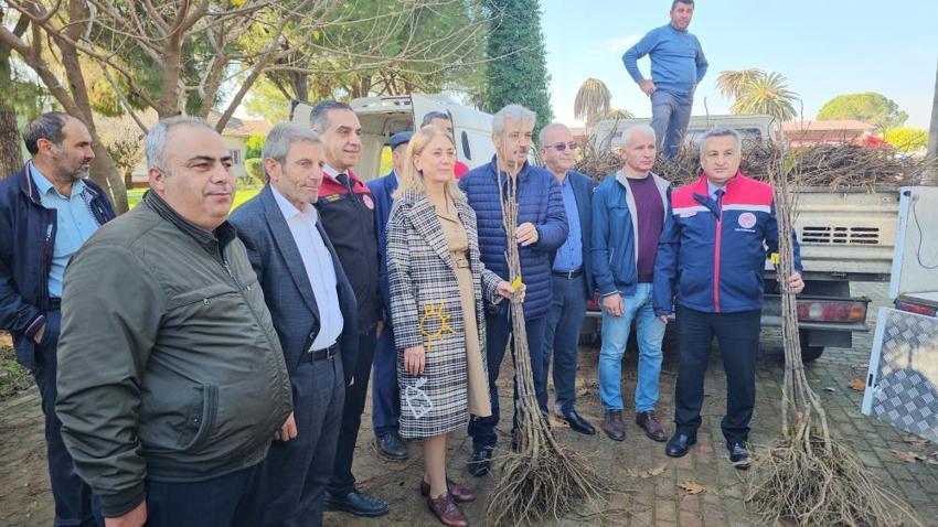 Aydın'da üretimi değiştirecek adım! Dayanıklı fidanlar üreticilere dağıtıldı