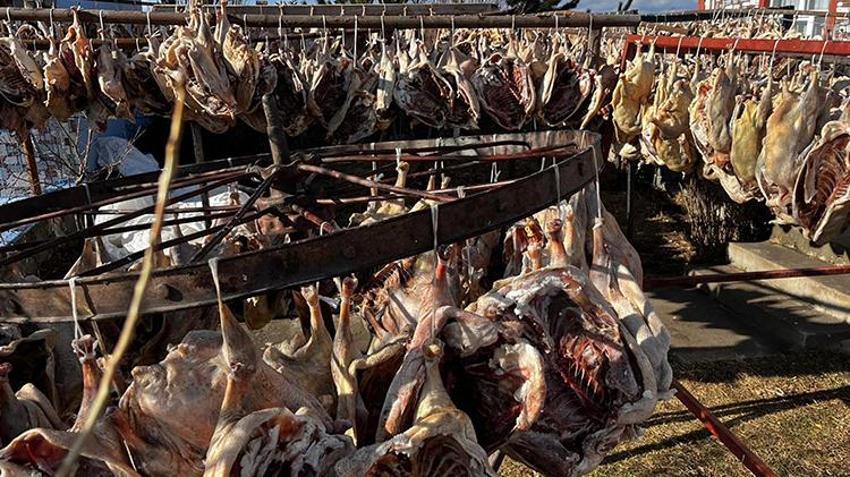 Gurbetteki Karslılar yaşadı! Hepsini onlar için kesip kurutmaya bıraktı
