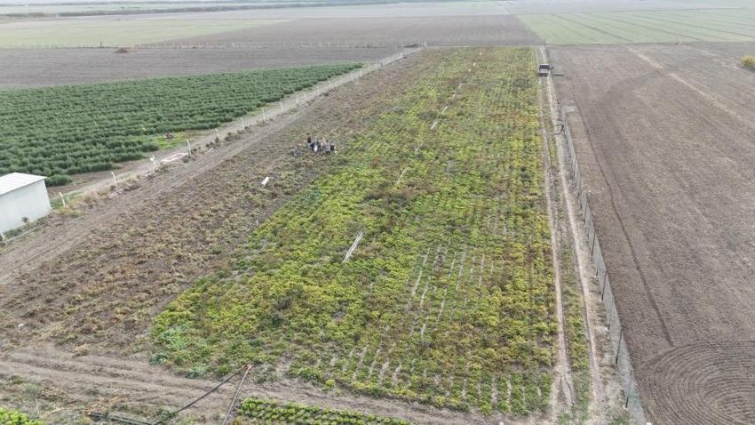 Tarlada 60, markette 120 lira: Hatay'da hasat ailece yapılıyor!