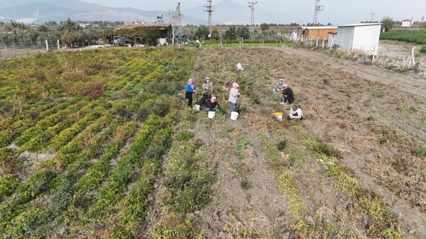 Tarlada 60, markette 120 lira: Hatay'da hasat ailece yapılıyor!