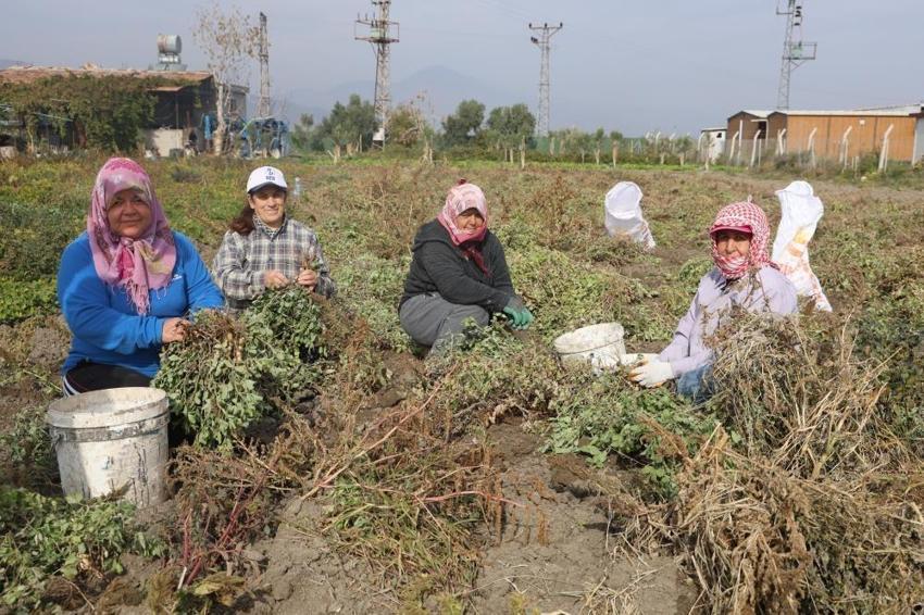 Tarlada 60, markette 120 lira: Hatay'da hasat ailece yapılıyor!
