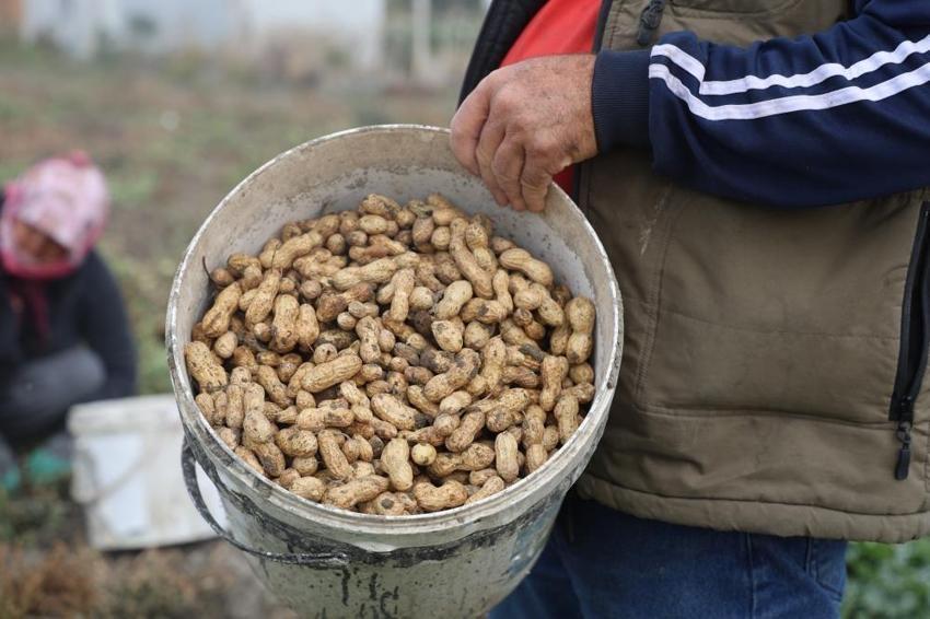 Tarlada 60, markette 120 lira: Hatay'da hasat ailece yapılıyor!