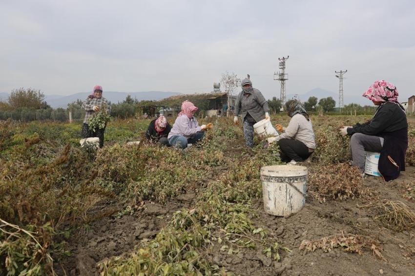 Tarlada 60, markette 120 lira: Hatay'da hasat ailece yapılıyor!