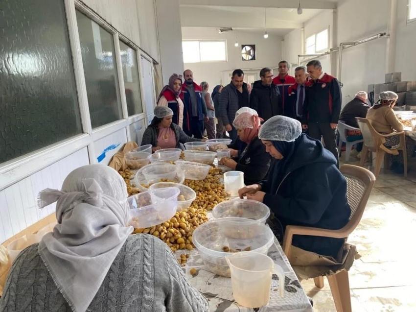 Aydın'ın coğrafi işaretli ürününde hasat tamamladı! Yurt dışına gönderiliyor: Çiftçinin kazancı artacak