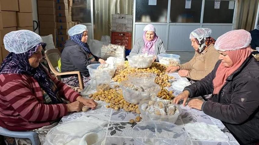 Aydın'ın coğrafi işaretli ürününde hasat tamamladı! Yurt dışına gönderiliyor: Çiftçinin kazancı artacak