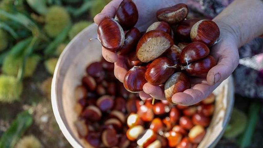 Aydın'ın coğrafi işaretli ürününde hasat tamamladı! Yurt dışına gönderiliyor: Çiftçinin kazancı artacak