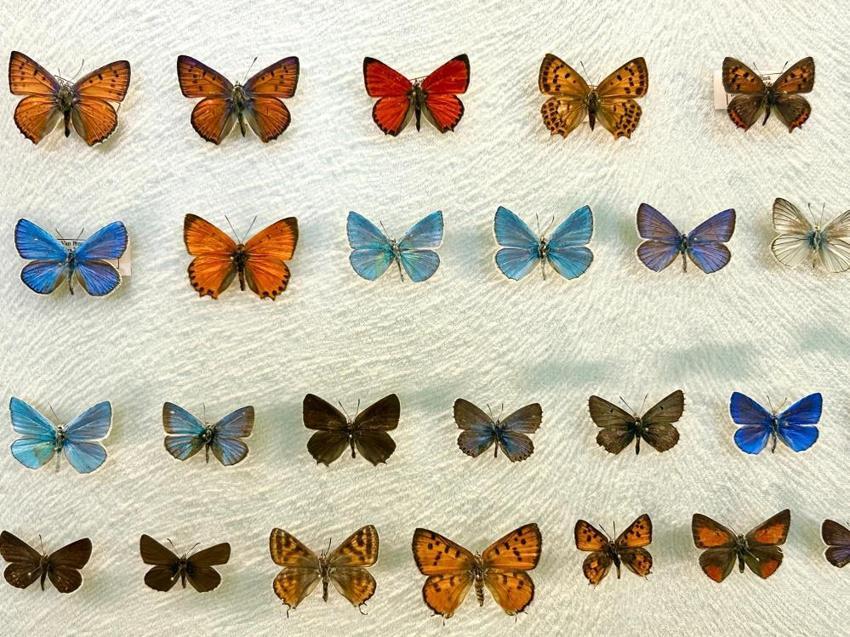 Türkiye'nin en büyük biyolojik arşivi Van'da: 10 bin tür böcek risk altında! Uzmanlardan kritik uyardı: 'Çok hızlı bozuluyor'