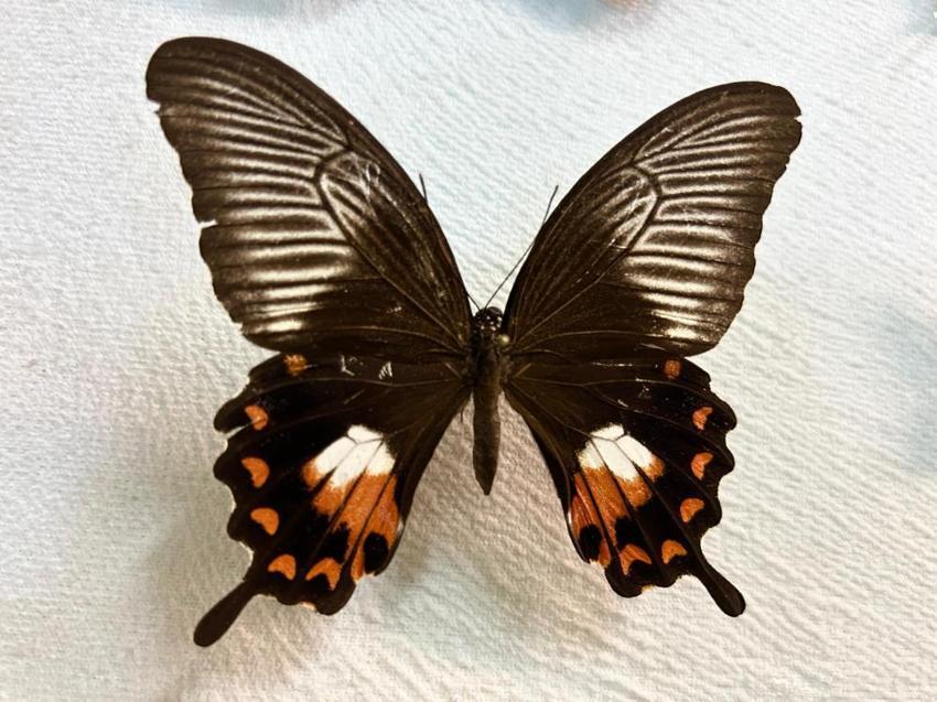 Türkiye'nin en büyük biyolojik arşivi Van'da: 10 bin tür böcek risk altında! Uzmanlardan kritik uyardı: 'Çok hızlı bozuluyor'