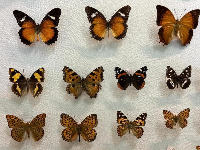 Türkiye'nin en büyük biyolojik arşivi Van'da: 10 bin tür böcek risk altında! Uzmanlardan kritik uyardı: 'Çok hızlı bozuluyor'