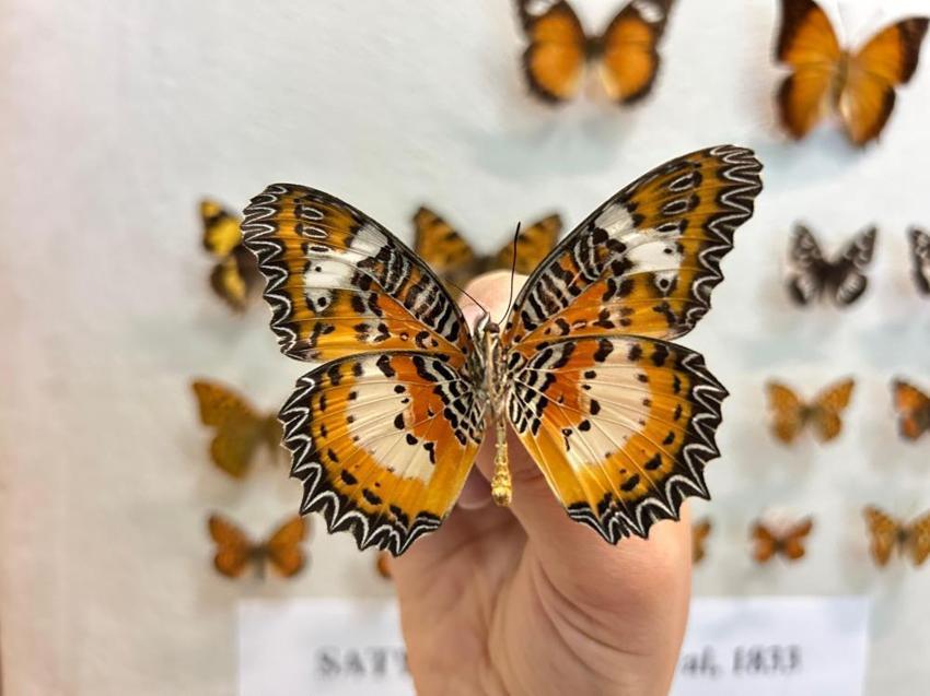 Türkiye'nin en büyük biyolojik arşivi Van'da: 10 bin tür böcek risk altında! Uzmanlardan kritik uyardı: 'Çok hızlı bozuluyor'