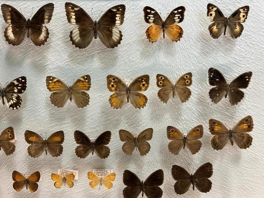 Türkiye'nin en büyük biyolojik arşivi Van'da: 10 bin tür böcek risk altında! Uzmanlardan kritik uyardı: 'Çok hızlı bozuluyor'