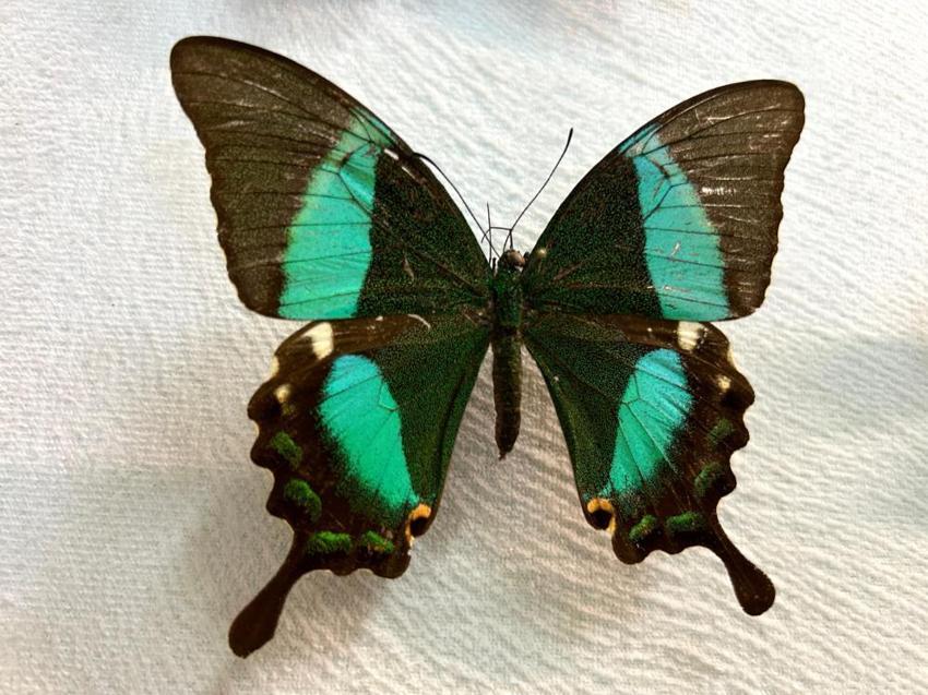 Türkiye'nin en büyük biyolojik arşivi Van'da: 10 bin tür böcek risk altında! Uzmanlardan kritik uyardı: 'Çok hızlı bozuluyor'