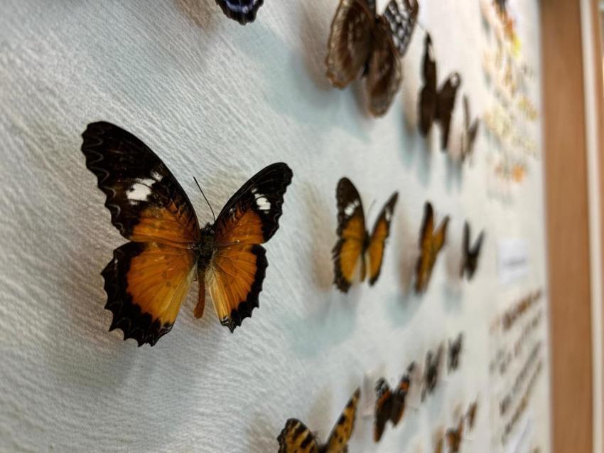 Türkiye'nin en büyük biyolojik arşivi Van'da: 10 bin tür böcek risk altında! Uzmanlardan kritik uyardı: 'Çok hızlı bozuluyor'