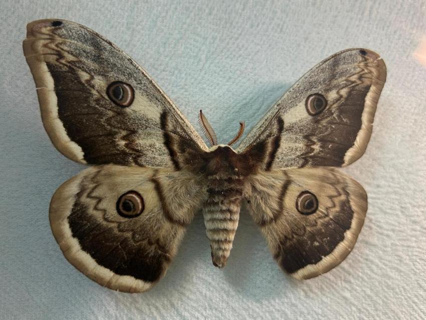 Türkiye'nin en büyük biyolojik arşivi Van'da: 10 bin tür böcek risk altında! Uzmanlardan kritik uyardı: 'Çok hızlı bozuluyor'