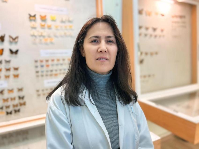 Türkiye'nin en büyük biyolojik arşivi Van'da: 10 bin tür böcek risk altında! Uzmanlardan kritik uyardı: 'Çok hızlı bozuluyor'